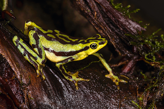 Jambato del Pacífico (Atelopus elegans) en cautiverio. Foto: Pete Oxford y Reneé Bish