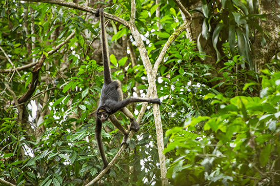 Maquisapa o mono araña de vientre amarillo (Ateles belzebuth) en el parque nacional Yasuní. Foto: Pete Oxford y Reneé Bish