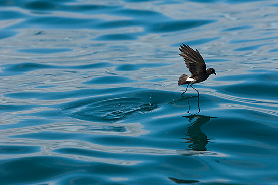 Paíño grácil o golondrina de mar (Oceanites gracilis galapagoensis), habitante de los mares frente a la costa pacífica sudamericana. Foto: Pete Oxford y Reneé Bish