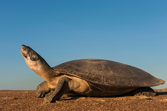 Charapa gigante (Podocnemis expansa). Foto: Pete Oxford y Reneé Bish