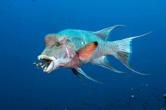 Vieja copetona (Bodianus diplotaenia), en los mares de Galápagos. Foto: Pete Oxford y Reneé Bish