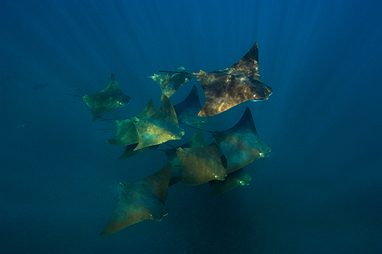 Raya cara de vaca del Pacífico (Rhinoptera steindachneri), distribuido en las costas del Pacífico oriental, desde el norte de México hasta el norte de Perú, incluidas las islas Galápagos (de donde viene esta foto), hasta los 65 metros de profundidad. Foto: Pete Oxford y Reneé Bish