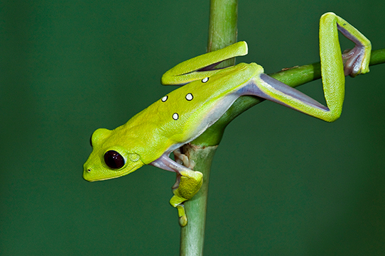 Rana mono planeadora (Agalychnis spurrelli), nativa del Chocó ecuatoriano. Foto: Pete Oxford y Reneé Bish