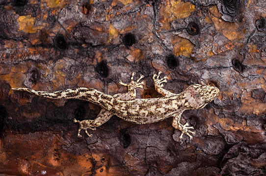 Geco común de Galápagos (Phyllodactylus galapagensis), nativa del del perímetro costero de la isla Santa Cruz y sus islotes cercanos. Foto: Pete Oxford y Reneé Bish