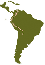 Mapa de distribución del oso de anteojos (Tremarctos ornatus), para la sección Nuestra Fauna de la revista Ecuador Terra Incognita. Mapa de distribución del oso de anteojos (Tremarctos ornatus), para la sección Nuestra Fauna de la revista Ecuador Terra Incognita.