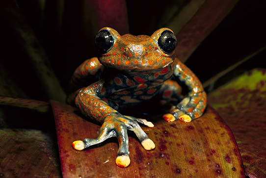 Rana torrentícola de suros (Hyloscirtus pantostictus), uno de los anfibios endémicos más raros de Ecuador. Foto: Pete Oxford y Renée Bish