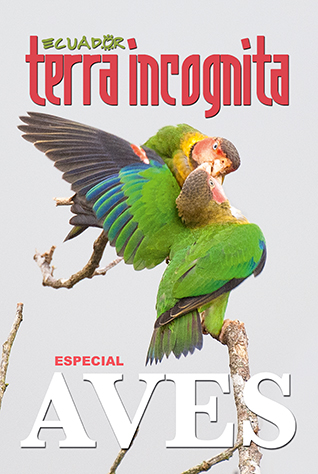 Portada de la revista Ecuador Terra Incognita 111: Loros cara rosada (Pyrilia pulchra). Foto: Murray Cooper