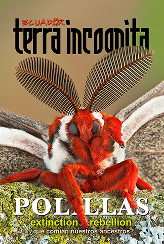 Portada de la revista Ecuador Terra Incognita No. 116: La polilla de la cecropia (Hyalophora cecropia), de la familia de los sat&uacute;rnidos, es la polilla m&aacute;s grande de Norteam&eacute;rica. Aqu&iacute; exhibe las caracter&iacute;stica antenas en cepillo de las polillas, que sirven para distinguirlas de las mariposas diurnas. Foto: Cathy Keifer