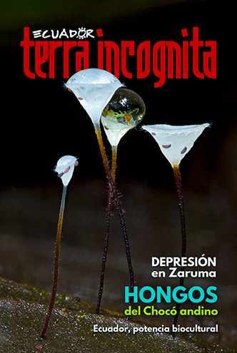 Portada de la revista Ecuador Terra Incognita No. 132: Setas de Gloiocephala sp. en el bosque protector Los Cedros, Imbabura. Algunos hongos pueden absorver nutrientes de la materia org&aacute;nica colectada en sus sombreros. Foto: Danny Newman