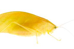 Una de las tantas especies de Phylloptera que hay en Ecuador. Foto: Sebasti&aacute;n Padr&oacute;n.