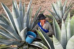 Doña Teresa Quishpe chaguando mishqui en la comunidad de Pinguilmí, en Cayambe. Foto: Cristóbal Cobo Doña Teresa Quishpe chaguando mishqui en la comunidad de Pinguilmí, en Cayambe. Foto: Cristóbal Cobo