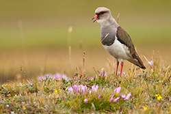 El poderoso grito del gligle andino (Vanellus resplendens) alcanza largas distancias porque sus hábitats carecen de obstáculos para el desplazamiento del sonido. Foto: Murray Cooper El poderoso grito del gligle andino (Vanellus resplendens) alcanza largas distancias porque sus hábitats carecen de obstáculos para el desplazamiento del sonido. Foto: Murray Cooper