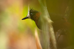 Hormiguero de penacho blanco (Pithys albifrons). La mayor diversidad de hormigueros profesionales se concentra en la Amazon&iacute;a. Foto: Murray Cooper