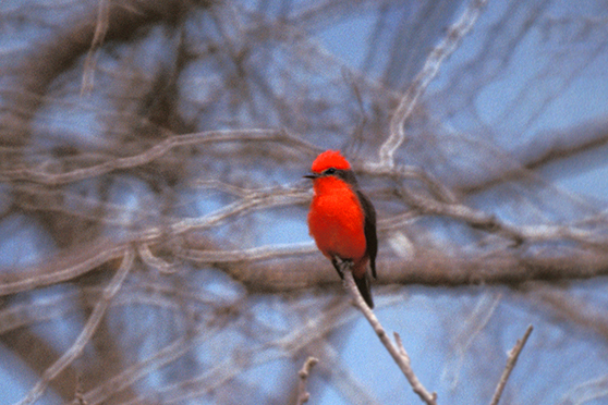 Petirrojo (Pyrocephalus rubinus) en el bosque seco. Foto: Andrés Vallejo