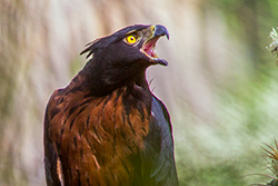 Una hembra de águila inca emite sus llamados a un macho que sobrevuela en las cercanías desde un alto árbol que le sirve de atalaya. Cosanga, Napo. Foto: Jaime Culebras Una hembra de águila inca emite sus llamados a un macho que sobrevuela en las cercanías desde un alto árbol que le sirve de atalaya. Cosanga, Napo. Foto: Jaime Culebras