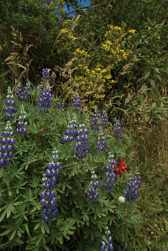 La vegetación semisilvestre que prolifera cuando dejamos en paz los parques y jardines es muy diversa y puede ser hermosa, como cuando chochos, ashpacorrales, zapatitos y dientes de león están en flor.