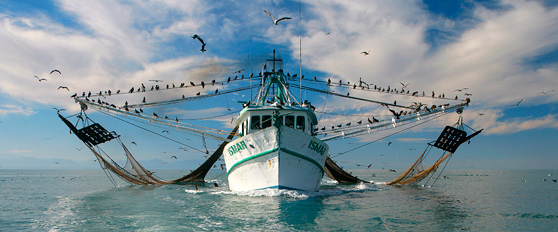 Barco de arrastre con las redes recogidas. / Foto: Alex Hofford - Greenpeace