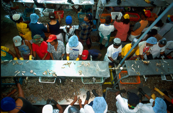 La pesca de arrastre es la base de una industria que genera miles de puestos de trabajo fuera de los barcos, como los de estas mujeres en la empacadora de Ecuatesca en Muisne. Foto: Clive Shirley / Greenpeace