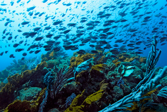 Jardín de gorgonias en el parque nacional Machalilla, Foto: Jonathan Green