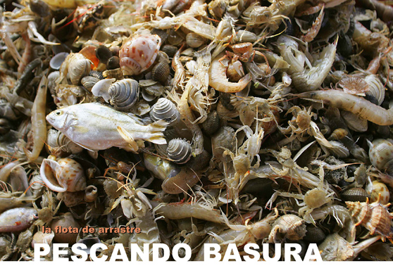 El volumen de la pesca acompañante o incidental del arrastre puede ser varias veces el volúmen del camarón que nominalmente es su objetivo. Foto: Alex Hofford / Greenpeace