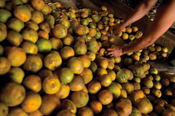 Naranjas listas para chupar en Las Naves, ya en la Costa. Foto: Ivan Kashinsky