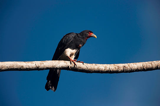 Caracara de garganta roja (Ibycter americanus). Nuestra Fauna. Ecuador Terra Incognita no. 138. Foto: Pete Oxford y Renée Bish Caracara de garganta roja (Ibycter americanus). Nuestra Fauna. Ecuador Terra Incognita no. 138. Foto: Pete Oxford y Renée Bish