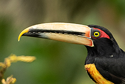 Arasari de collar (Pteroglossus torquatus), en la estaci&oacute;n biol&oacute;gica Bilsa, en el &aacute;rea de influencia de la reserva ecol&oacute;gica Mache Chindul, Esmeraldas. Foto: Murray Cooper