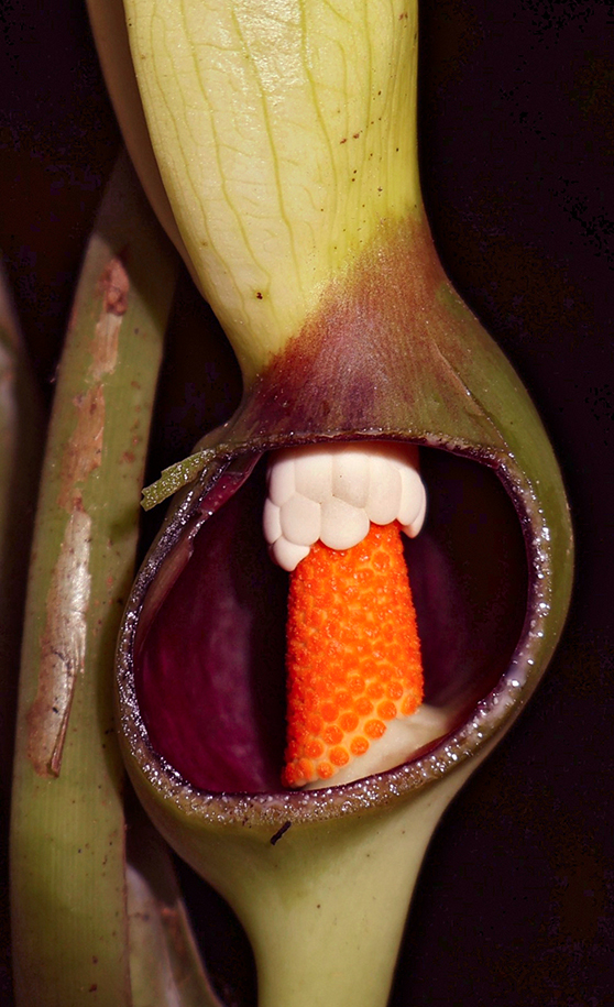 Flor de Xanthosoma quitensis, nueva especie descubierta en Mashpi por un equipo del Jardín Botánico de Quito. Foto: Ricardo Zambrano