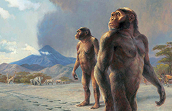Representaci&oacute;n de Australopithecus afarensis, un primo pasado del humano moderno. Foto: Institute of Human Origins